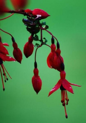 Fuchsia House